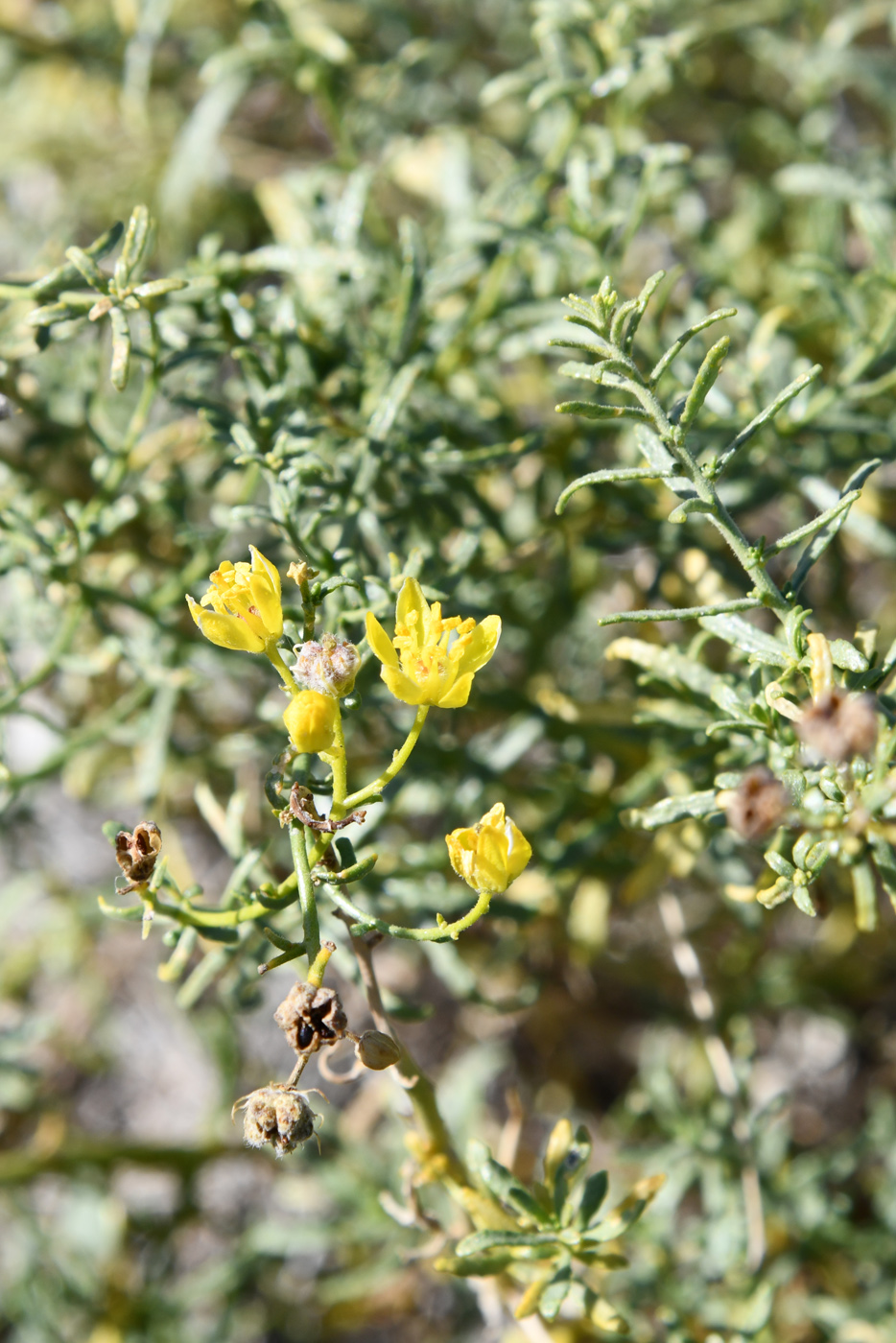 Image of Haplophyllum multicaule specimen.