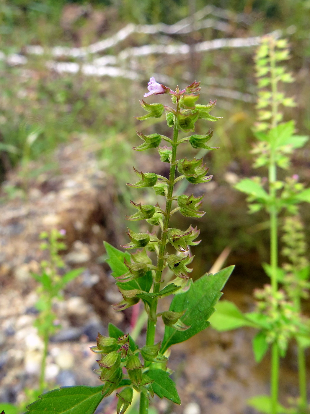 Image of Mosla dianthera specimen.