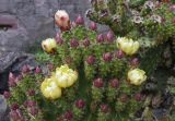 Opuntia puberula