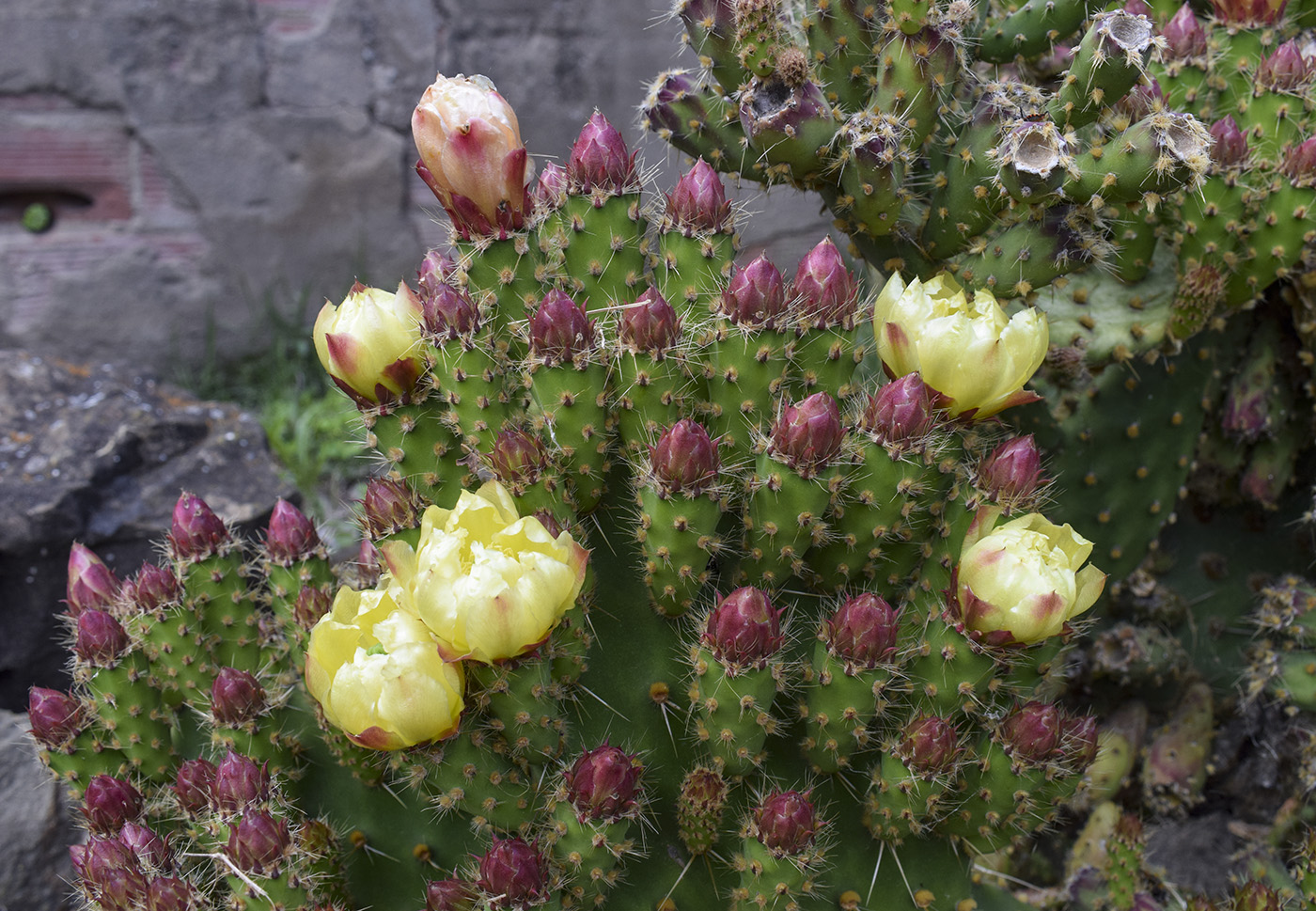 Image of genus Opuntia specimen.