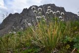 Allium karelinii