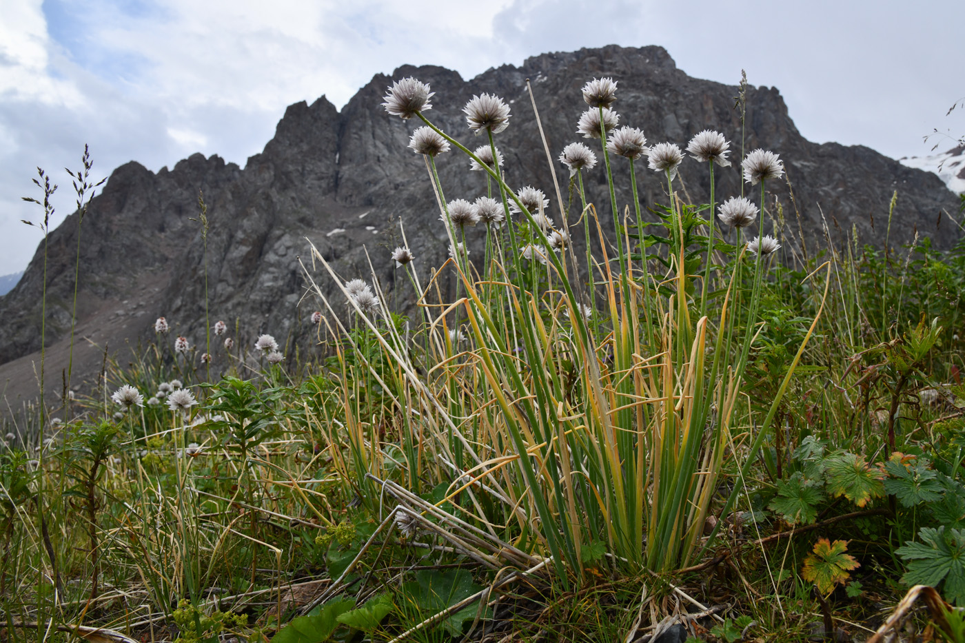 Изображение особи Allium karelinii.