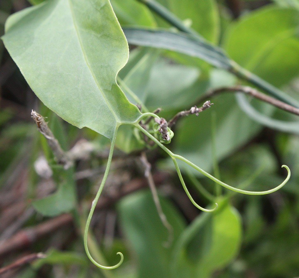 Image of Lathyrus ochrus specimen.