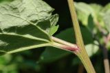 Arctium lappa