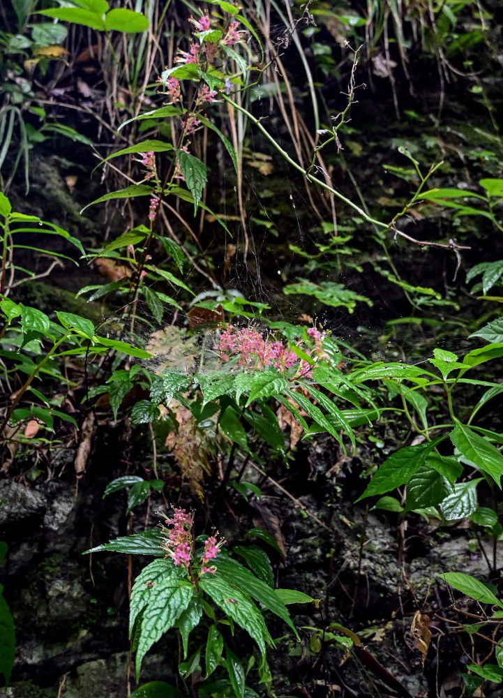 Image of Teucrium ornatum specimen.