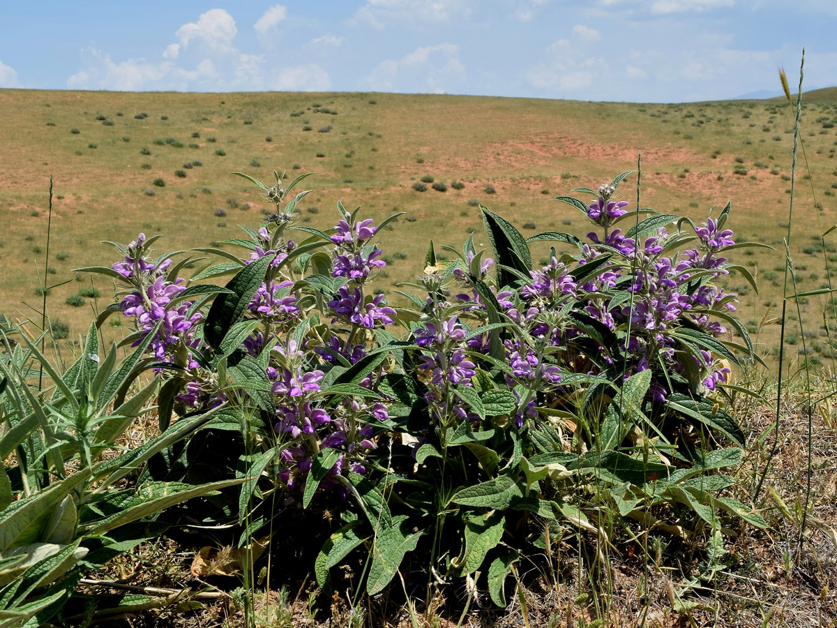 Изображение особи Phlomis regelii.