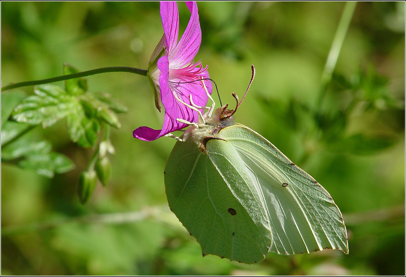 Image of Geranium palustre specimen.