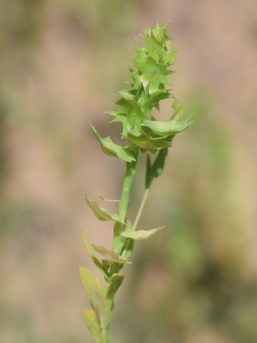 Image of Aethionema carneum specimen.