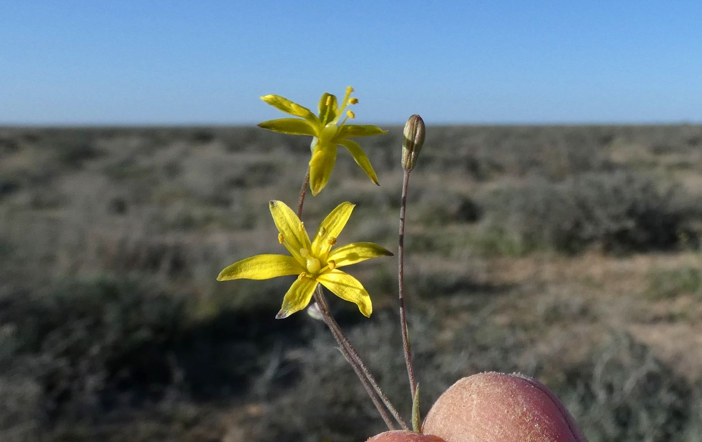 Изображение особи Gagea bulbifera.