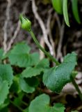 View full-size image Doronicum orientale