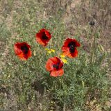 View full-size image Papaver arenarium