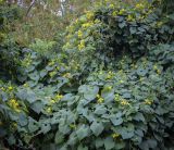 Смотреть изображение Thladiantha dubia