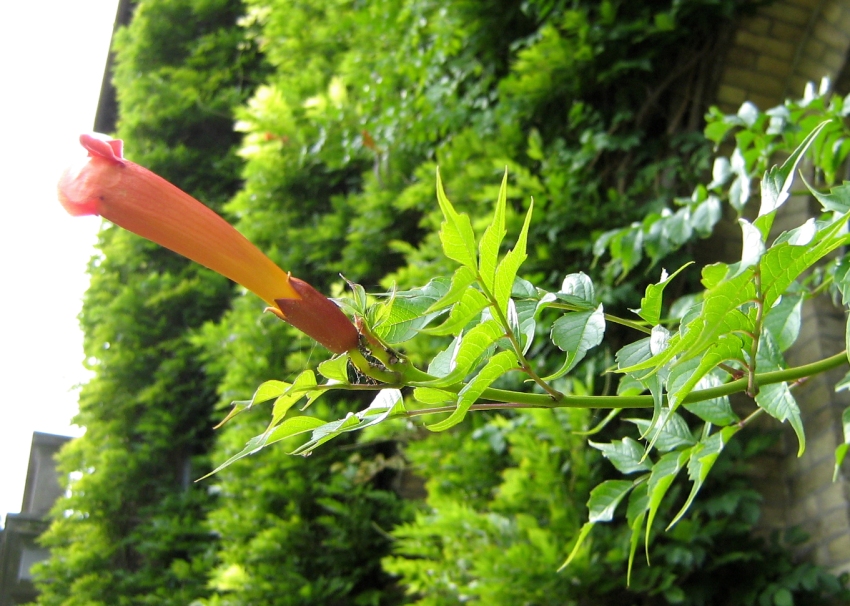 Image of Campsis radicans specimen.