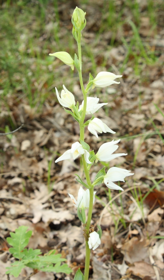 Image of Cephalanthera epipactoides specimen.