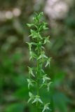 View full-size image Platanthera chlorantha