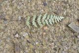 View full-size image Paragymnopteris marantae