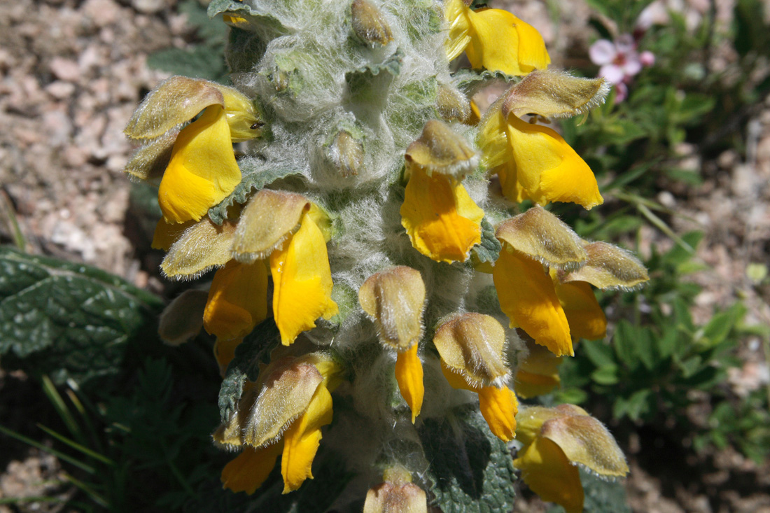 Изображение особи Phlomoides speciosa.