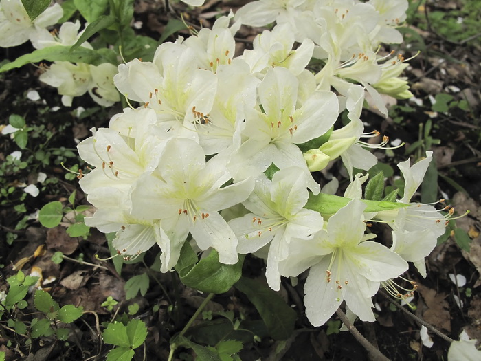 Image of Rhododendron kaempferi f. album specimen.