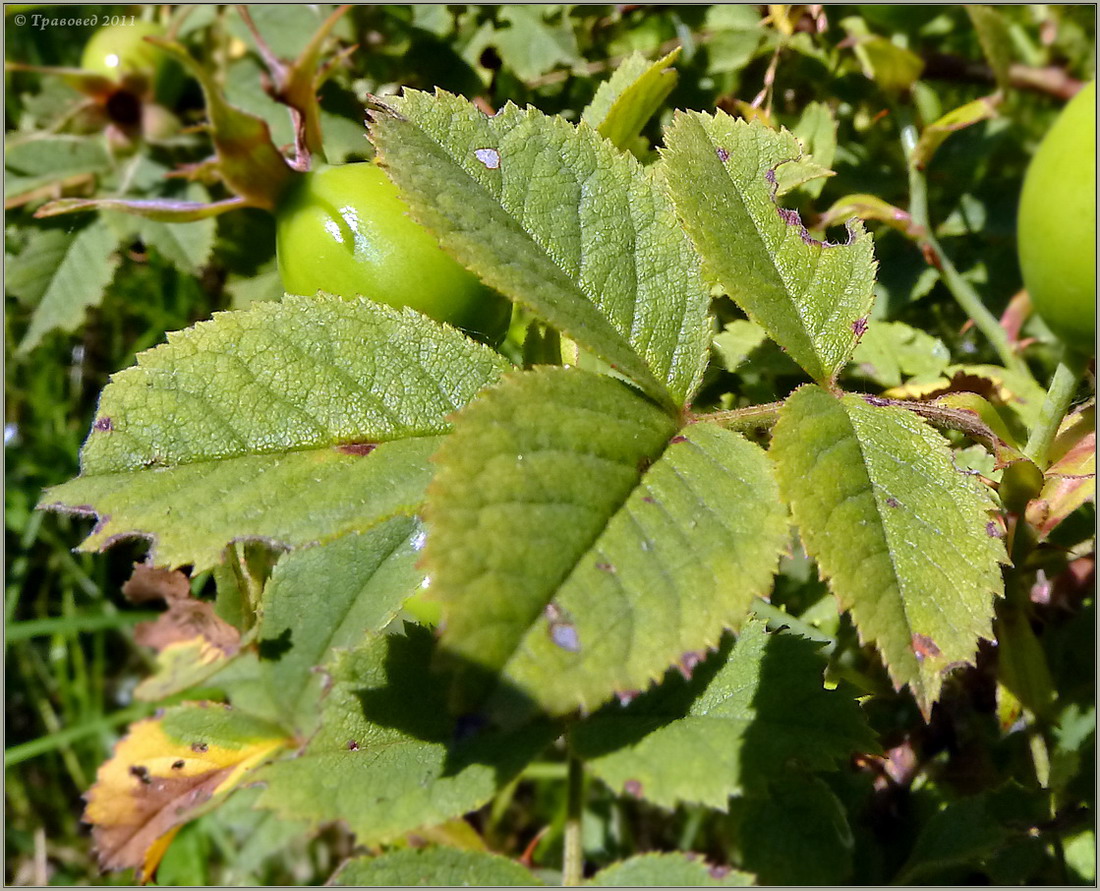 Image of genus Rosa specimen.