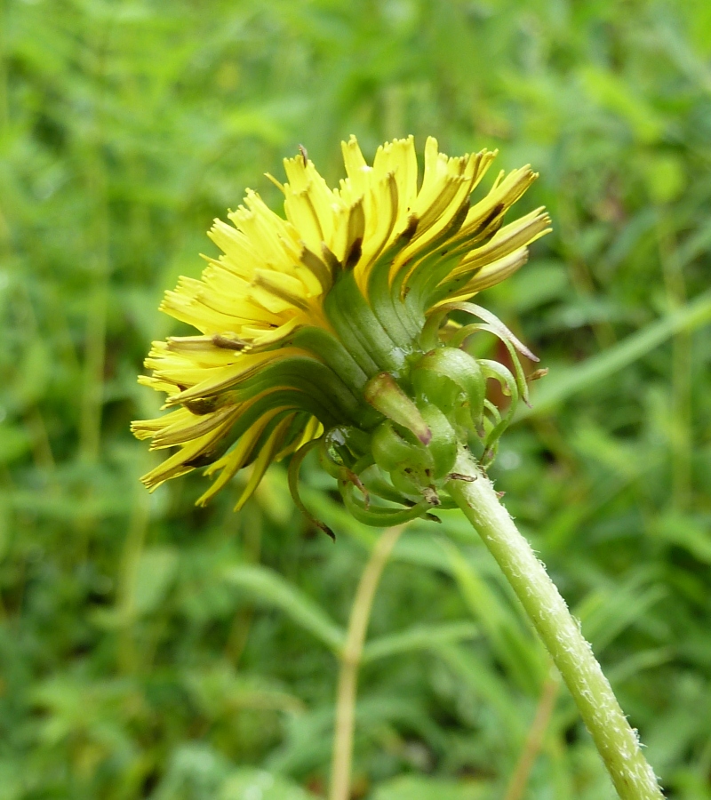 Image of genus Taraxacum specimen.