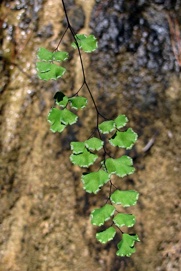 Image of Adiantum capillus-veneris specimen.