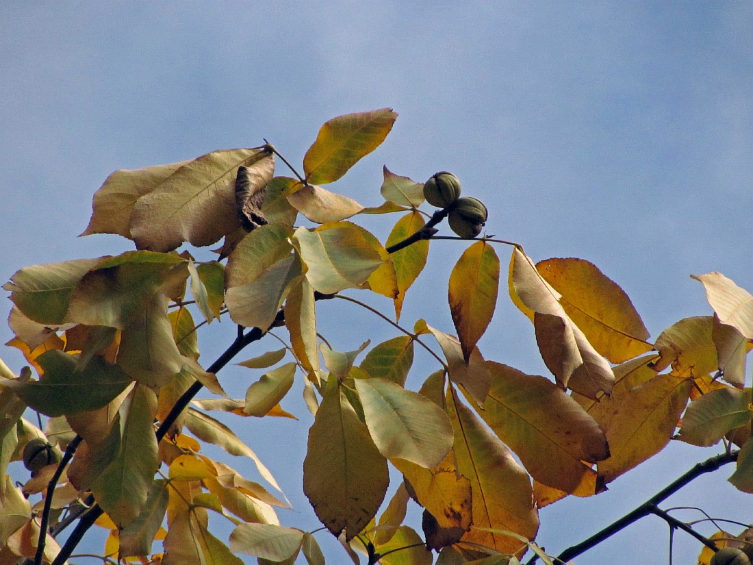 Изображение особи Carya ovata.