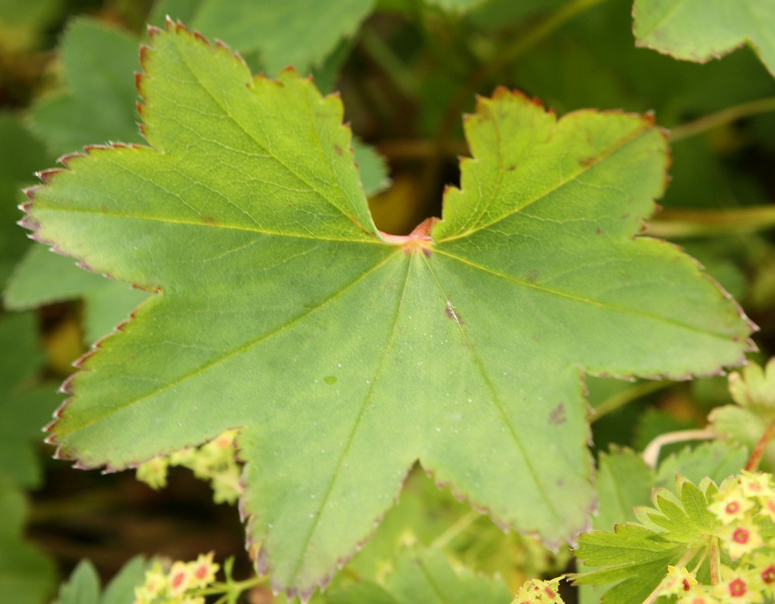 Изображение особи Alchemilla murbeckiana.