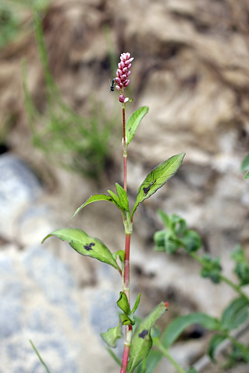 Image of Persicaria &times; lenticularis specimen.