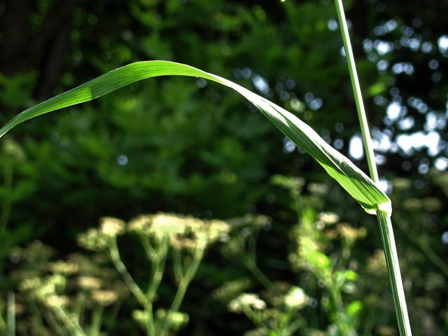 Image of Dactylis glomerata specimen.