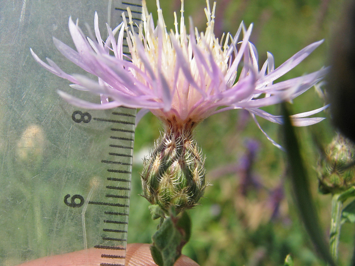 Image of genus Centaurea specimen.