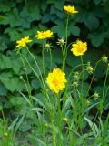 Coreopsis grandiflora