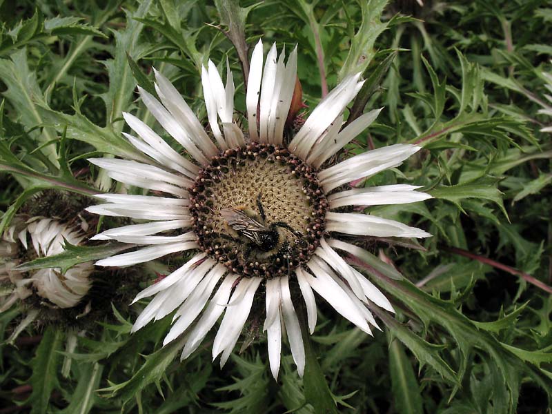 Image of Carlina acaulis specimen.