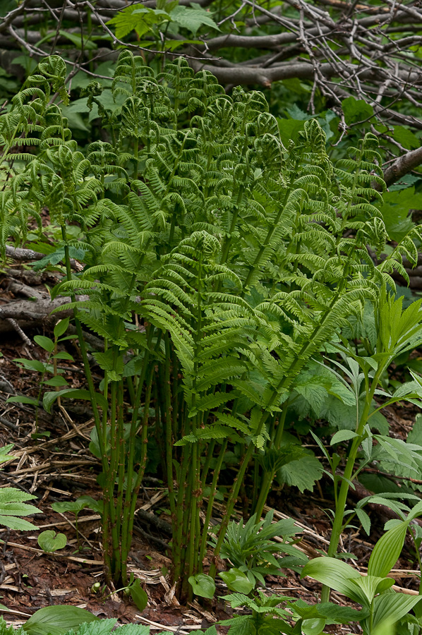 Image of Lunathyrium pterorachis specimen.