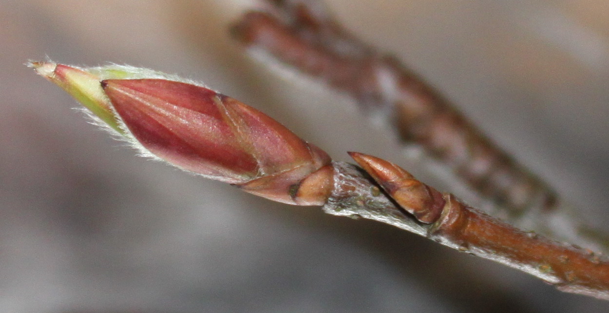 Image of Amelanchier canadensis specimen.