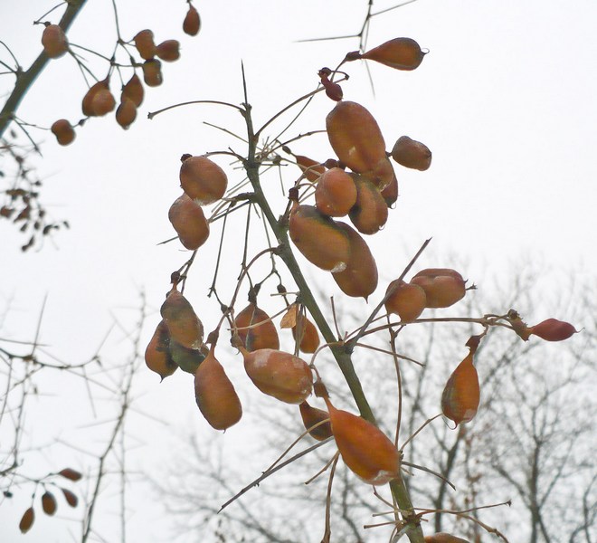 Изображение особи Halimodendron halodendron.