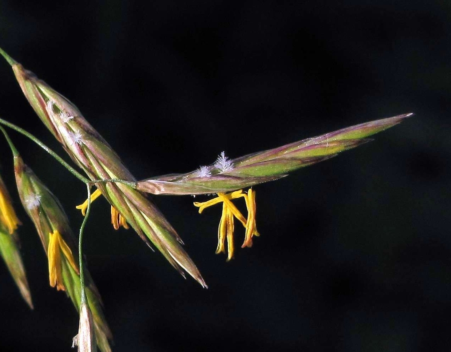 Изображение особи Bromopsis inermis.