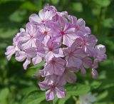 Phlox paniculata. Соцветие. Московская обл., дачный участок. 27.07.2007.