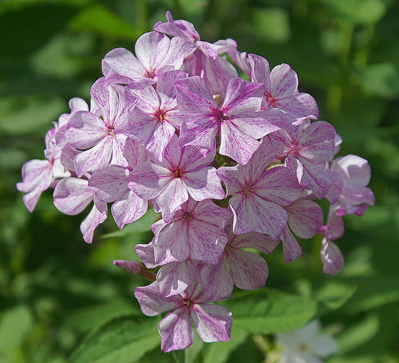 Image of Phlox paniculata specimen.