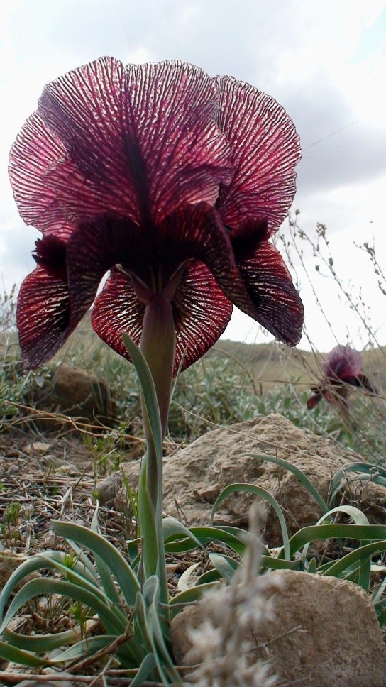 Изображение особи Iris lycotis.