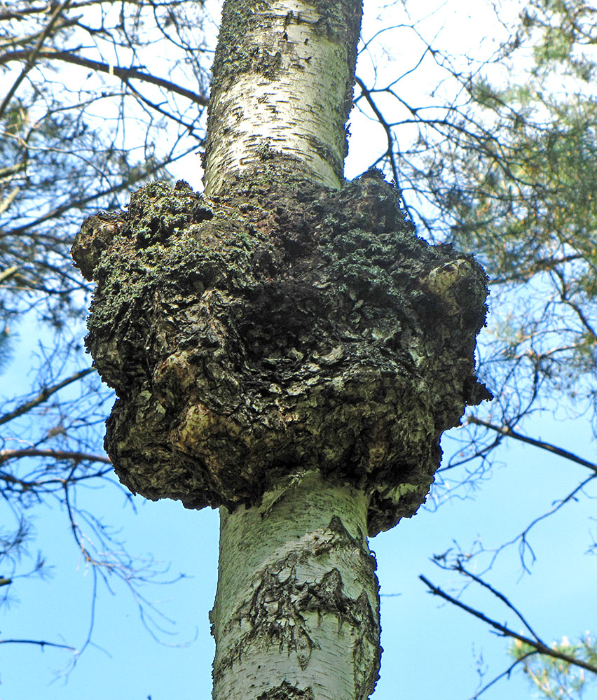 Image of genus Betula specimen.