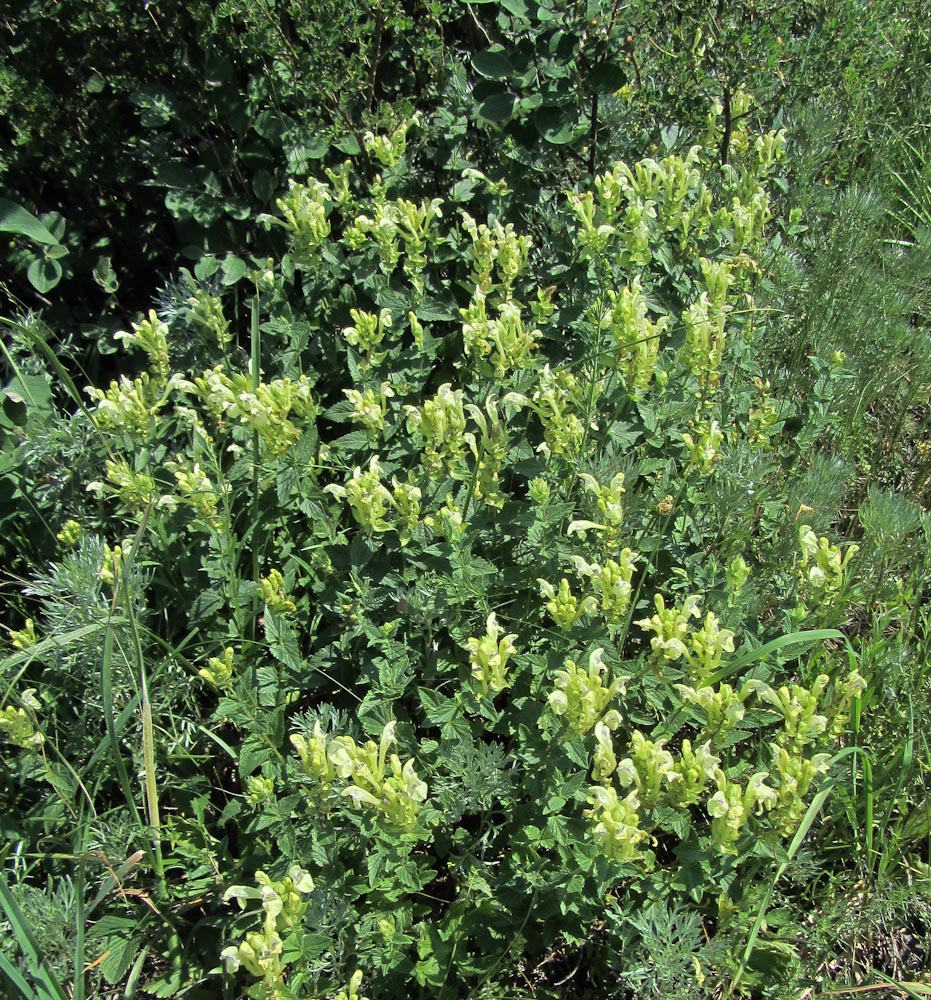 Изображение особи Scutellaria stepposa.