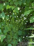 Stellaria longifolia