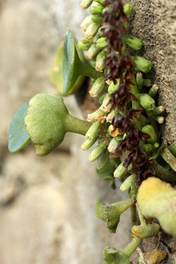 Изображение особи Umbilicus rupestris.