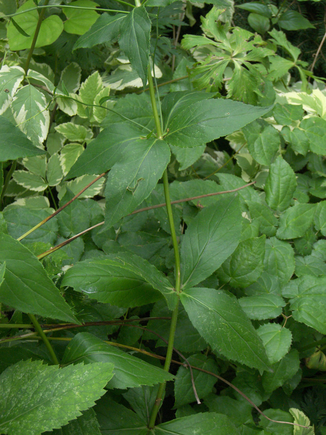 Image of Adenophora divaricata specimen.