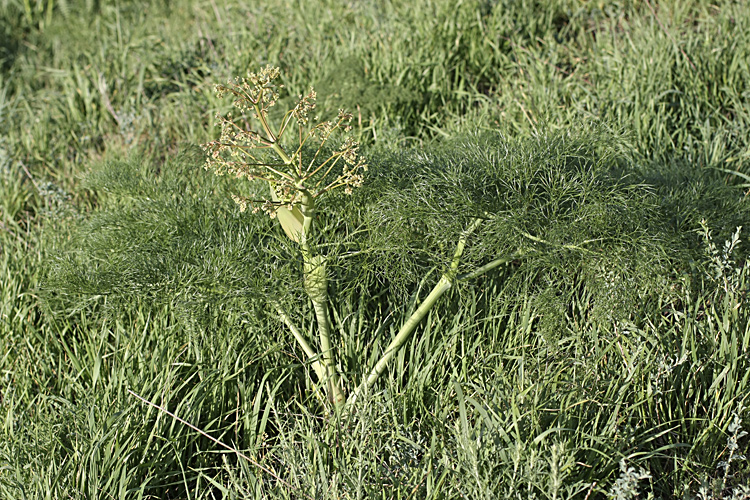 Image of Ferula karatavica specimen.