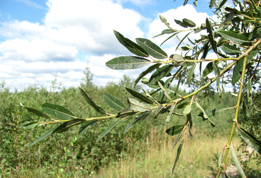 Image of genus Salix specimen.