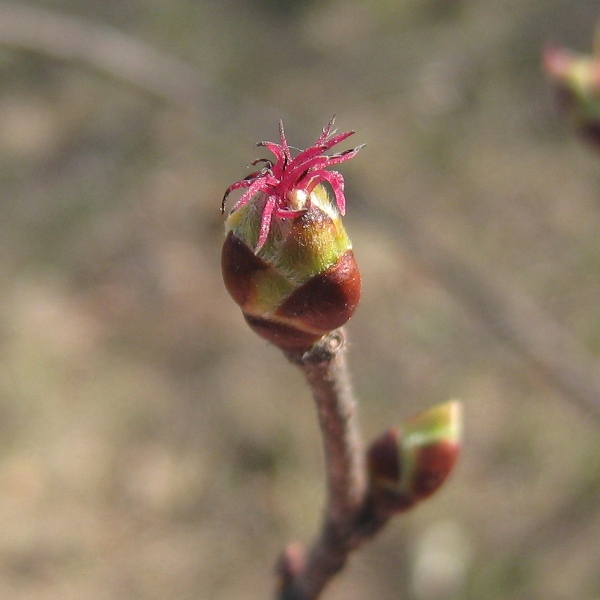 Image of Corylus avellana specimen.