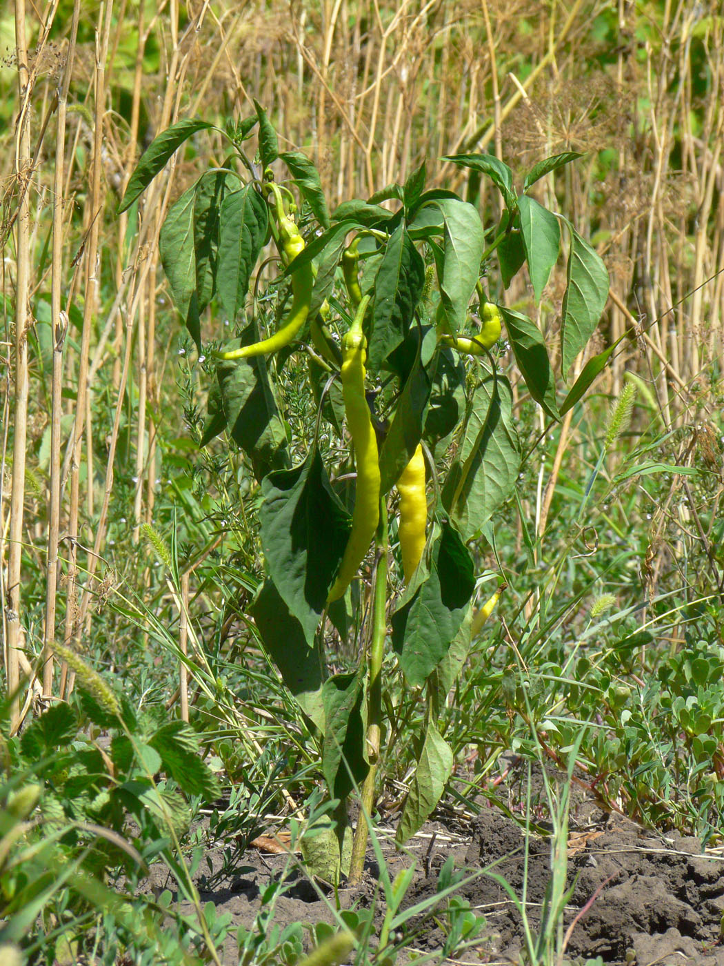 Image of Capsicum annuum specimen.