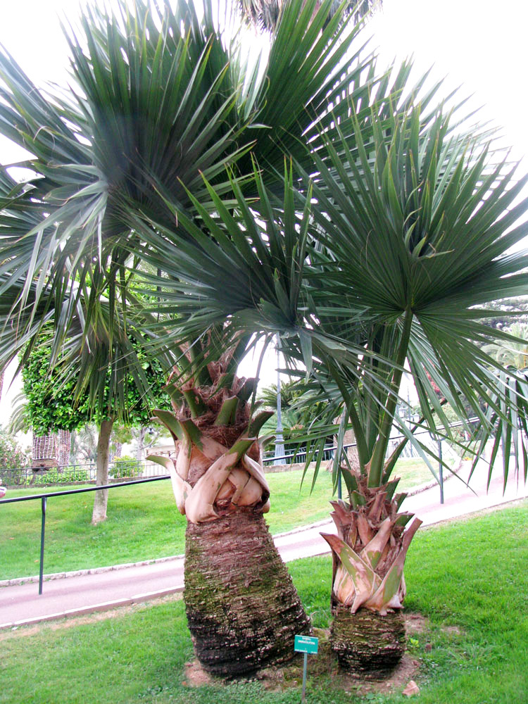 Image of Sabal umbraculifera specimen.