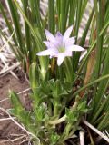 Gentiana karelinii